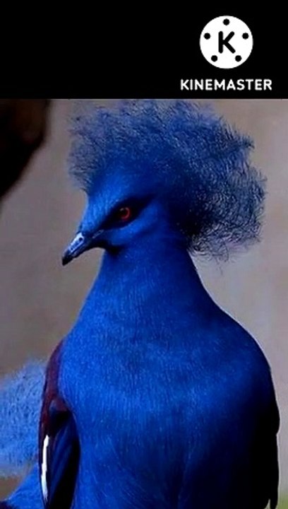 Cute Birds