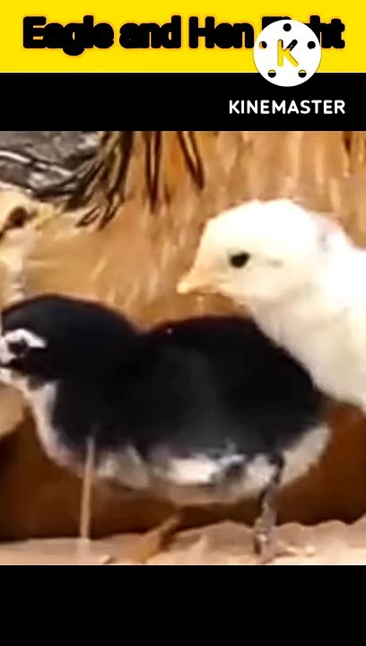 Eagle hunts hen