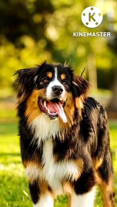Dogs