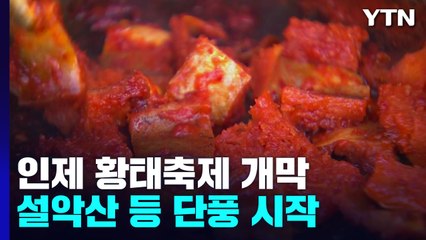 황태도 맛보고 단풍구경도 하고...가을 축제로 들썩 / YTN