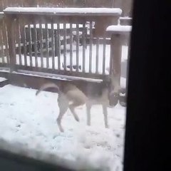 Dog Experiencing First Snow.