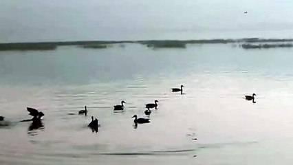 विश्व प्रवासी पक्षी दिवस आज- अच्छी बरसात ने बनाए प्रवासी परिंदों के नए ठिकाने