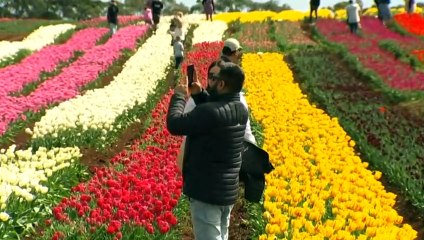 The Blooming Tulip Festival in Wynyard, Tasmania has been a sea of colour and a real tourist hotspot