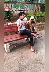 Monkey Funny TikTok video - It will make you laugh