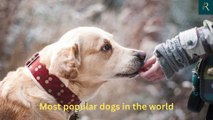 Most popular dogs breeds in the world