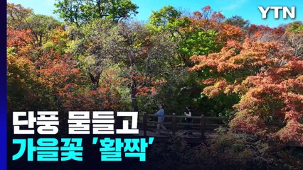 단풍 물들고 가을꽃 '활짝'...축제로 들썩 / YTN