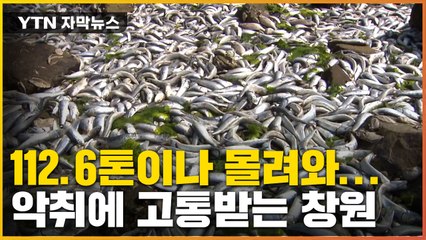 [자막뉴스] 일주일 만에 112.6톤이나 몰려와... 악취에 고통받는 창원 / YTN