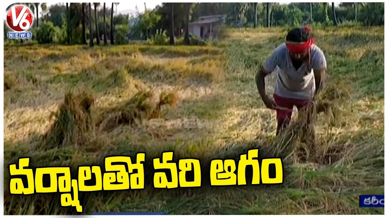 Farmers Facing Problems With  Crops Damaged Due To Heavy Rains In Karimnagar _ V6 News