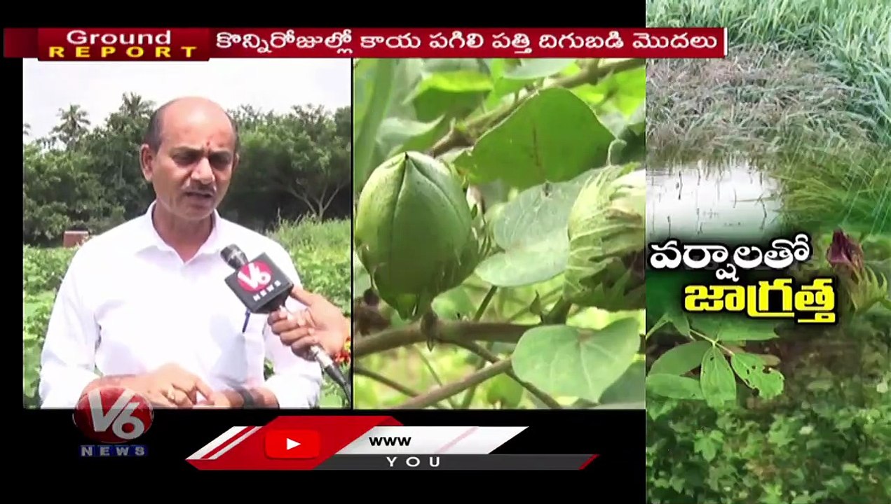 Ground Report _ Rains Impact On Cotton Farming & Paddy Crops _ Deputy Director Dr. Umareddy Tips