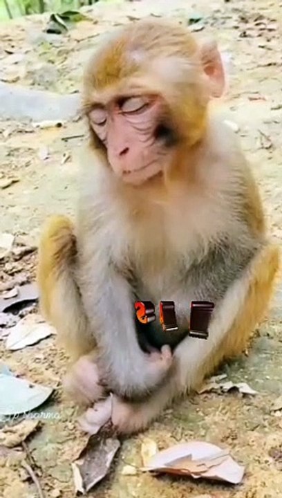 Trending short viral video - #trending #viral #short #video #suneelge#monkey