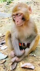 Trending short viral video - #trending #viral #short #video #suneelge#monkey
