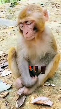 Trending short viral video - #trending #viral #short #video #suneelge#monkey