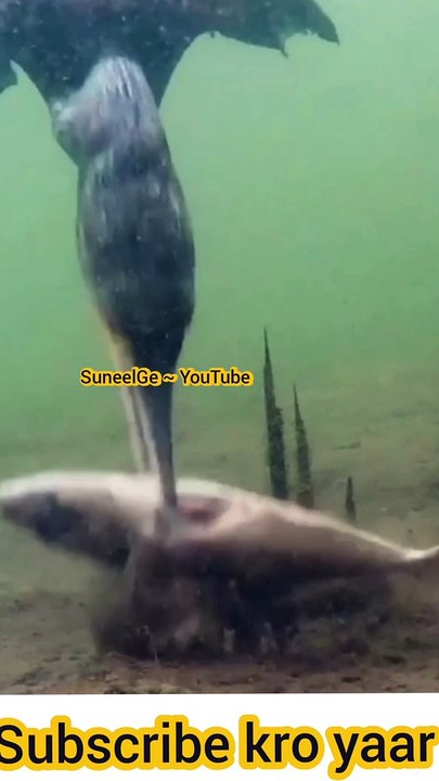 Trending short viral video - #trending #viral #short #video #suneelgeAnimals