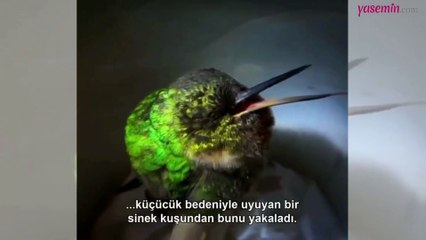 Sinek kuşunun kusursuz güzelliği kendine hayran bıraktı!