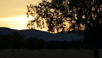 La berrea en Cabañeros