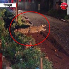 सड़क पर मुंह फाड़कर बैठा था 8 फीट लंबा मगरमच्छ