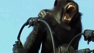 GORILLA Shocks From Electricity