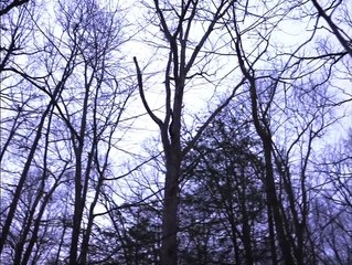 American Werewolves Bande-annonce (EN)