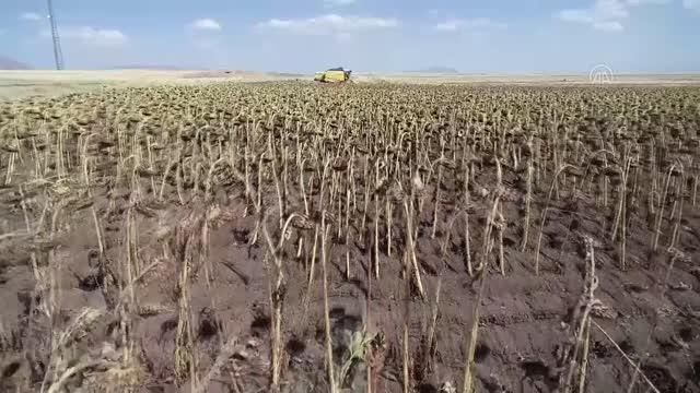 Erzurum ekonomi haberleri | Ayçiçeği ekim alanı artan Pasinler Ovası'nda hasada başlandı