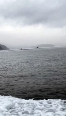 Giant Pod of Pacific White-Sided Dolphins Play Around Boat
