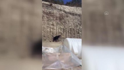 İnşaat demiri saplanan av köpeği tedaviye alındı