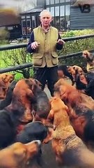 Why Bloodhounds can Testify in Court #shorts