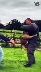 Why Pitbulls Are So Dangerous #shorts