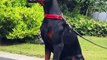 Why Dobermans Have Their Ears Cut Off ! #shorts