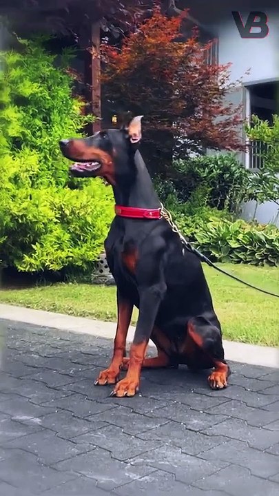 Why Dobermans Have Their Ears Cut Off ! #shorts