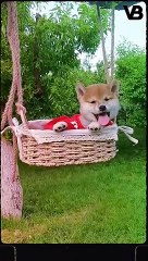 These Are The Most Ancient Dog Breeds #shorts