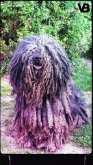 MOST UNDERRATED SHEPHERD DOG BREEDS #shorts