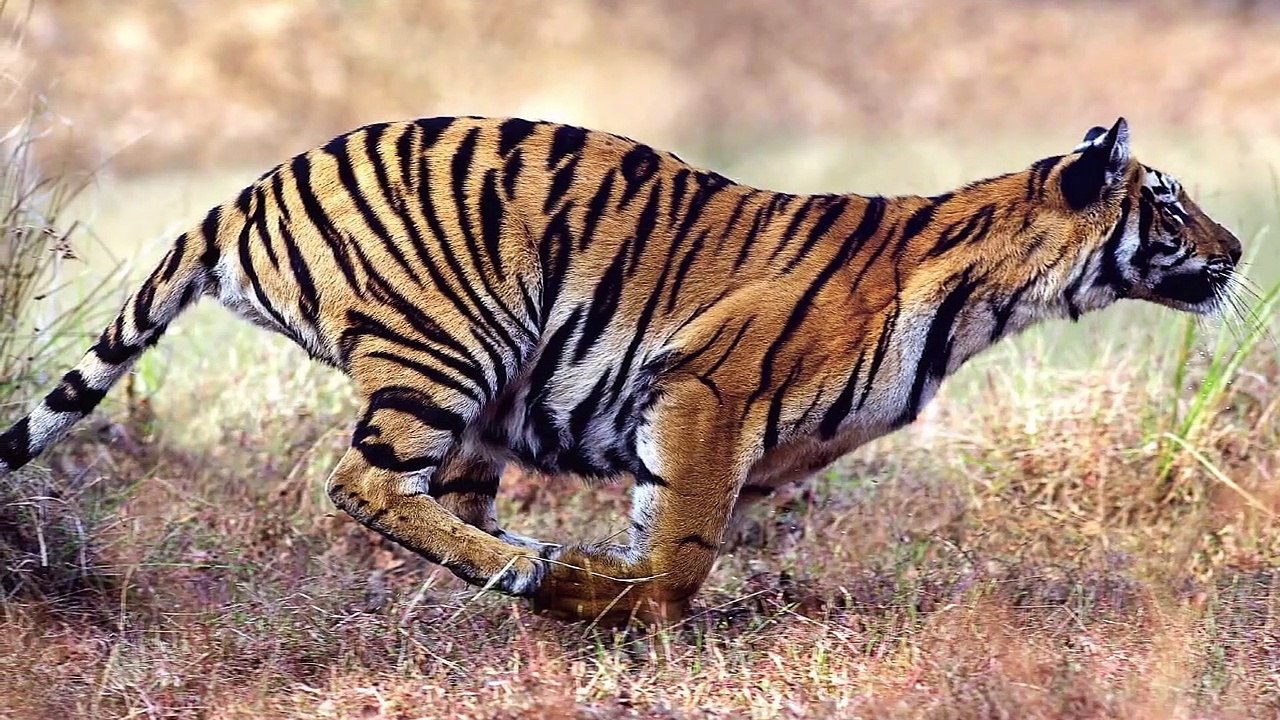 What if Predators Mate With Their Prey