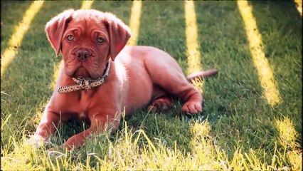 This is How Scary These Puppies Could Grown Into