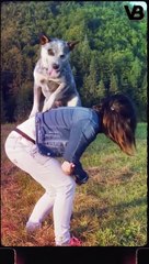 THE PERFECT COUNTRY DOG BREEDS ‍ #shorts