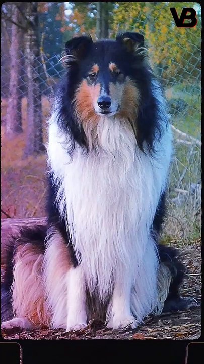 TREU SCOTTISH DOGS  #shorts