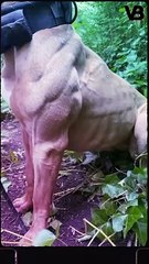 These dog breeds are most muscular  #shorts