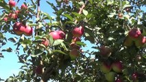 Doğal soğuk hava deposu yaylalarda elma hasadı başladı
