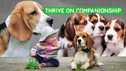 These Are The Ultimate Family Dog Breeds