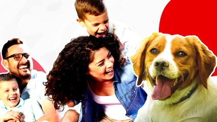 The 10 Best Bird Hunting Dog Breeds