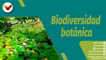 Punto Verde | Recuperación de las plantas acuáticas del Jardín Botánico de Caracas