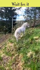 I'm a big kid now || horse grow up || and cute animals