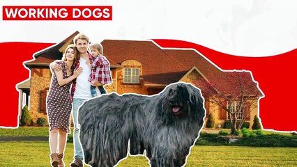 These Are The 10 Recently Recognized Dog Breeds