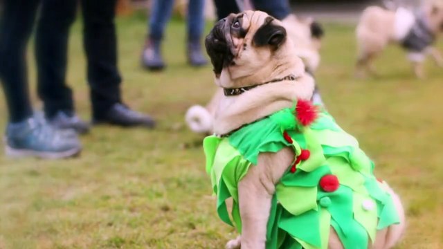 Top 10 Miniature & Teacup Dog Breeds