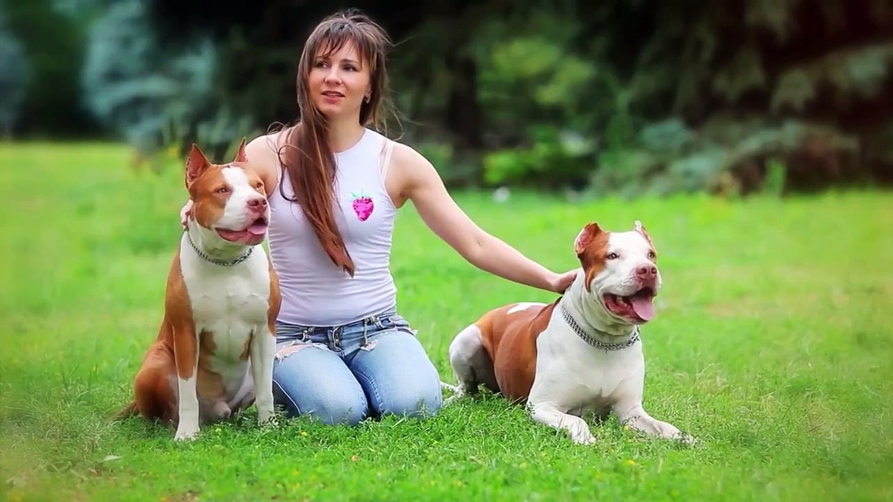 These Are 10 Dog Breeds Most Often Found in Shelters