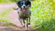 The 10 Best Spaniel Dog Breeds (Most Popular Dogs)