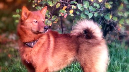 These 10 Dogs Look Really Like Foxes