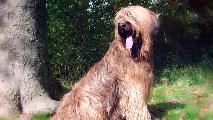 Top 10 Most Underrated Shepherd Dog Breeds