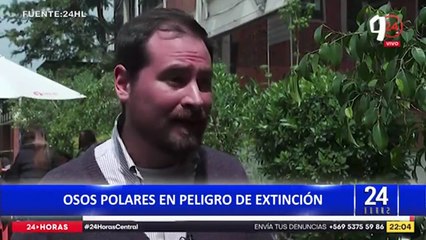 Osos polares en peligro de extinción por deshielo de Glaciares