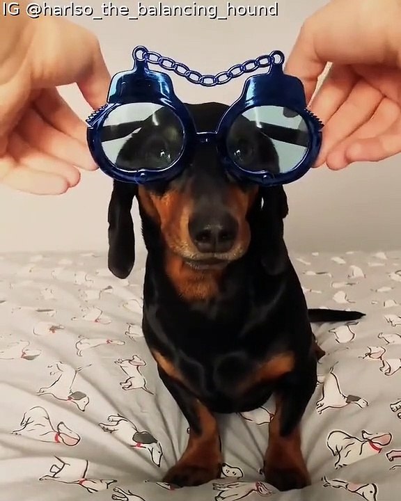 Harlso the Balancing Dachshund