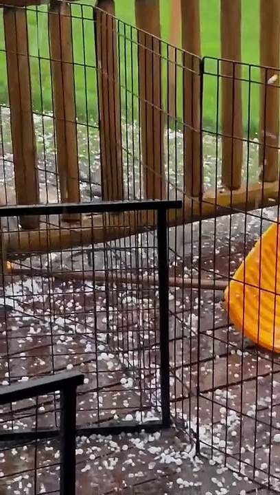 Jasper Blues Siberians Enjoying a Hail Storm